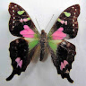 Meet your Posher, Barbara